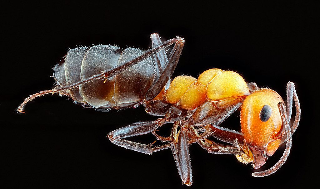 Ant Control service in Alpharetta, GA