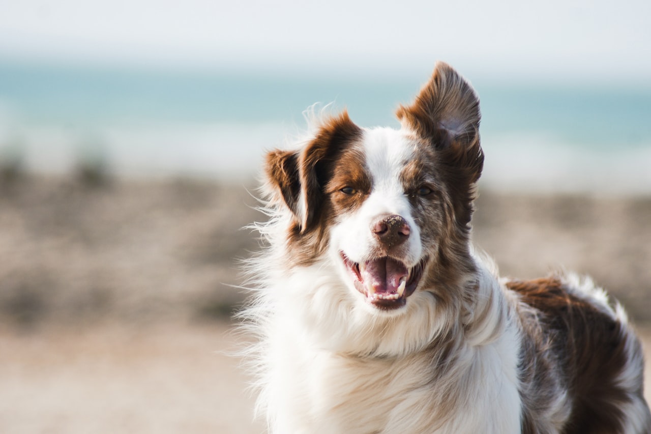 Flea & Tick Control service in Alpharetta, GA