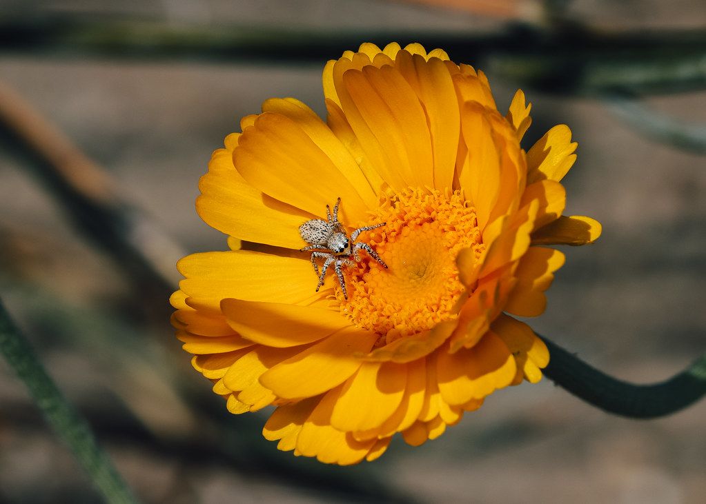 Spider Control service in Alpharetta, GA